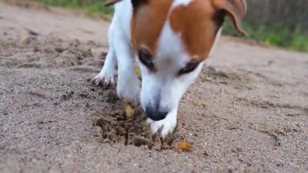 Pes vykope díru do písku tlapami, zblízka. Lovecký instinkt — Stock video