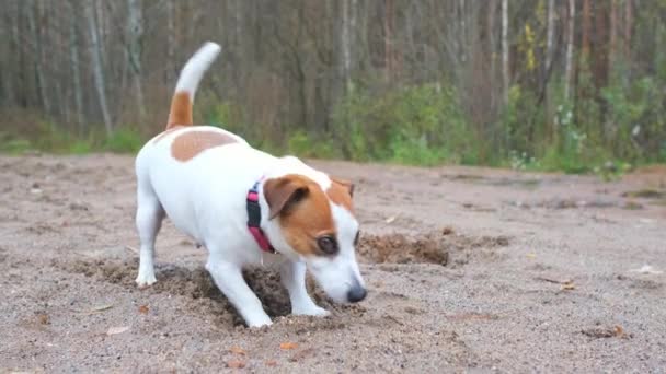 Mycket rolig hund Jack Russell Terrier har kul promenader i parken. — Stockvideo