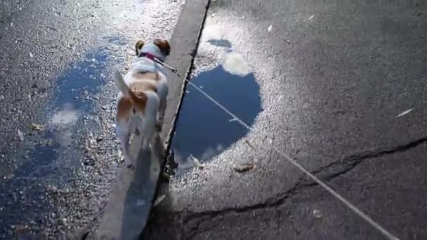 Низкая камера слежения показывает забавную маленькую собачку, идущую на поводке, вид сзади. — стоковое видео