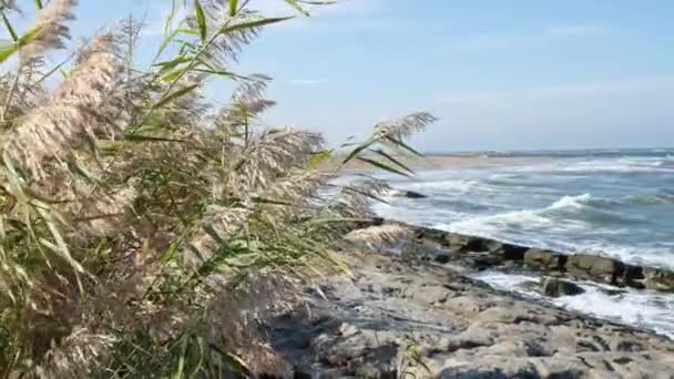 Moitas de juncos balançando ao vento. ondas do mar lavar sobre a costa rochosa. — Vídeo de Stock