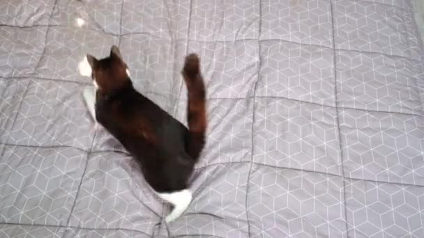 Un giovane gatto nero che corre sul letto, cattura raggi di sole, vista dall'alto. — Video Stock