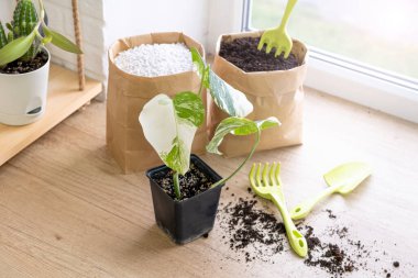 Monstera borsigiana albo, fidanlar için saksıda çeşitlendirilmiş. Çiçek bakımı.