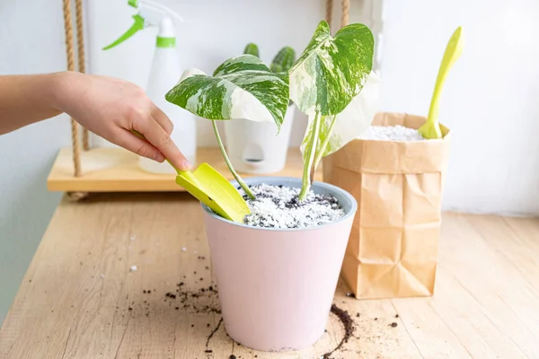 Tangan dengan sendok kebun sambil merawat Monstera borsigiana albo variegated. Stok Gambar