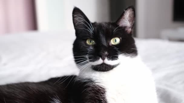 Retrato de cerca de un gato blanco y negro agarrando la cámara con su pata. — Vídeo de stock