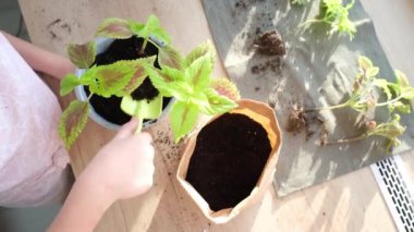 Coleus 'un çiçeğini nakletme işlemi. Ev bitkisi nakli konsepti. 
