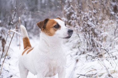Jack Russell Terrier 'ın portresi. Kış ormanında duruyor..