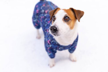 Mavi tulum giymiş komik bir köpek Jack Russell Terrier 'ın portresi..