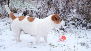 Jack Russell Terrier köpeği karda dururken zevkle bir şey çiğniyor..