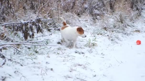 En Jack Russell Terrier hund hoppar för en boll på en snöig väg i en vinterpark. — Stockvideo