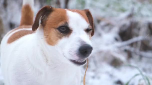 Pies z przyjemnością jedzący suchą trawę spod śniegu, zbliżenie. — Wideo stockowe