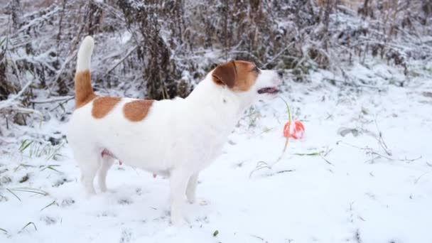 En hund med glädje äter torrt gräs från under snön, sidovy. — Stockvideo