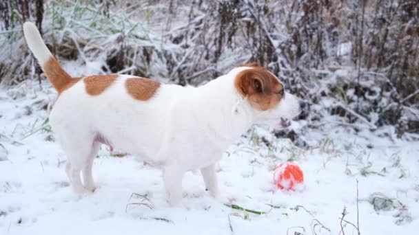 Jack Russell Terrier kutya rágcsál valamit örömmel, áll a hóban. — Stock videók