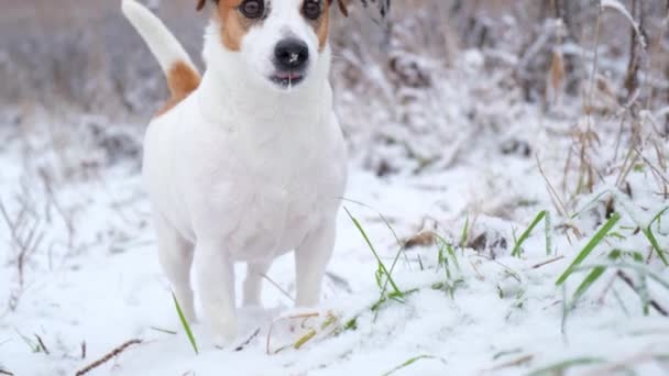 有趣的狗在雪下吃草，摇尾巴，望着别处. — 图库视频影像