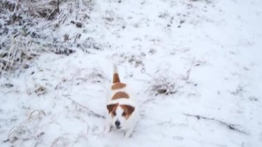 Köpek kışın karlı yolda sahibine koşar, oynamak ister.. 