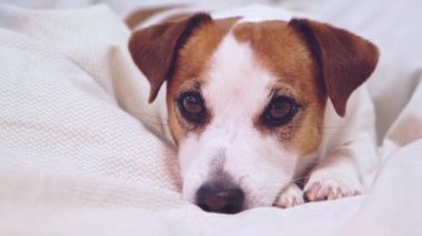 Köpek bez üzerinde yatar, başını pençe üzerinde dinlendirir ve kameraya bakar..