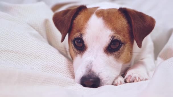 Hund liggende på lys sengelinned, hvilende hoved på poter og kigger på kameraet. – Stock-video
