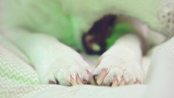 Primer plano de patas de perro blancas, garras y nariz en luz de neón. — Vídeo de stock