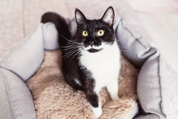 Gatto nero con baffi bianchi guardando in alto mentre seduto nel letto dell'animale domestico, vista dall'alto. — Foto Stock