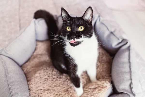 Gato negro con bigotes blancos mirando hacia arriba, lamiéndose los labios, sentado en la cama de la mascota. —  Fotos de Stock