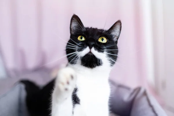 Retrato de magnífico gato blanco y negro con ojos amarillos, la pata hacia arriba, mirando hacia arriba. —  Fotos de Stock