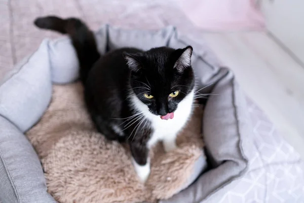 Saludable joven gato blanco y negro lamiendo la nariz con la lengua, sentado en la cama de mascotas, —  Fotos de Stock