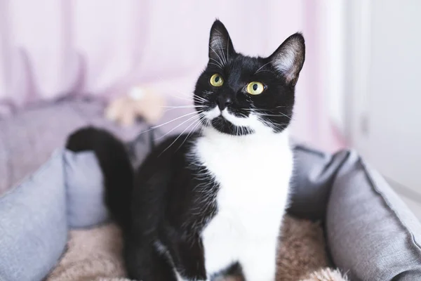 Joven gato negro con bigotes blancos y ojos amarillos está sentado en la cama del gato. —  Fotos de Stock