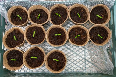 Dolmalık biber tohumları plastik kutuda, baloncuklu ambalajda, üst görünümde..