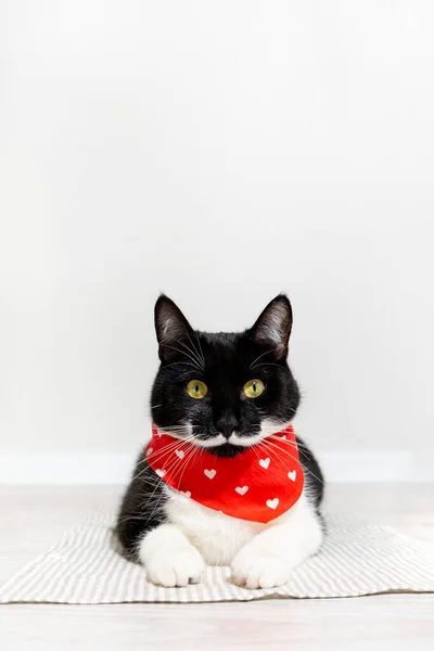 Retrato de precioso gato negro con bigote blanco y patas en bandana roja. —  Fotos de Stock