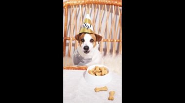 Komik Jack Russell Terrier parti şapkalı köpek kemik kurabiyeli pastayla masada.