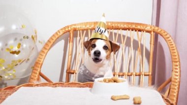Jack Russell parti masasında parti şapkalı teriyer köpeği. Evcil hayvan doğum günü