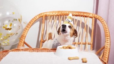 Doğum günü şapkalı komik köpek hasır koltukta oturmuş kameraya bakıyor..
