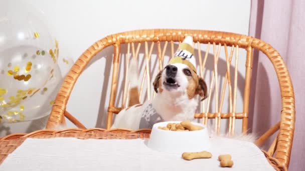 Grappige hond op verjaardag hoed blaffen kijken naar camera zitten in rieten stoel. — Stockvideo