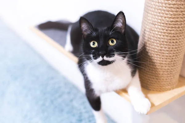 Black cat with white mustache is lying on scratching post and looking at camera.