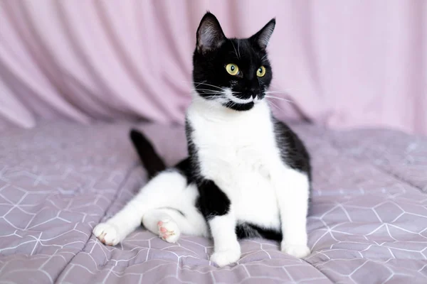 Retrato de gato blanco y negro sentado en la cama. —  Fotos de Stock