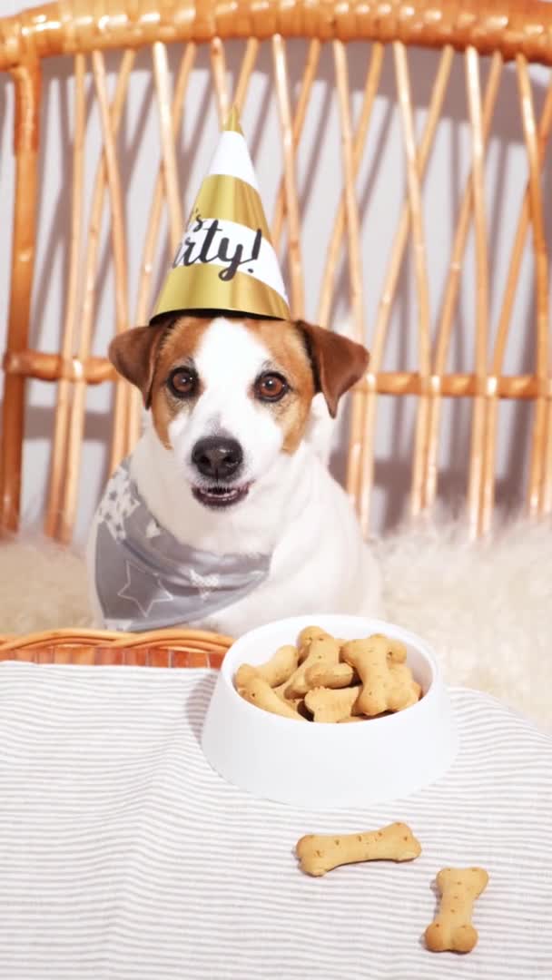 Jack Russell Terrier pies w imprezowym kapeluszu przy stole z ciasteczkiem kostnym. — Wideo stockowe