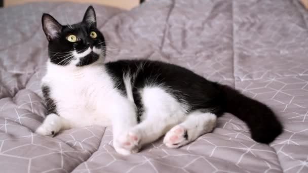 Loco juguetón blanco y negro doméstico gato somersaulting en divertido pose. — Vídeo de stock