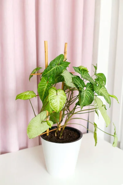 Syngonium de plantes d'intérieur tropicales avec support en bambou sur fond rose blanc. — Photo