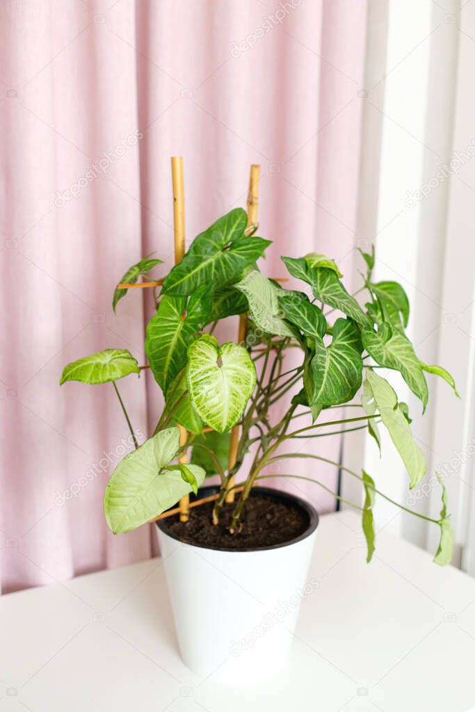 Tropical houseplant syngonium with bamboo support on white pink background.