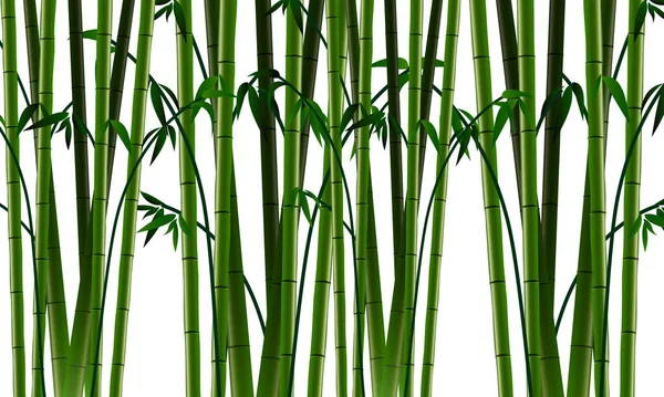 Beaucoup Vert Bambou Papier Peint Ressources Graphiques Isolé Fond Transparent — Image vectorielle