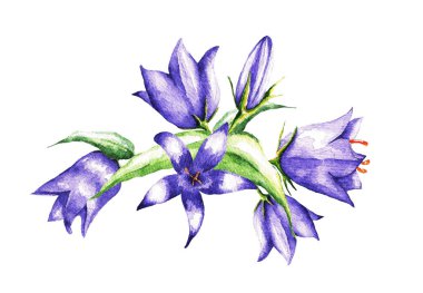 Beyaz arka planda çok renkli çan buketleri. Suluboya çizimi