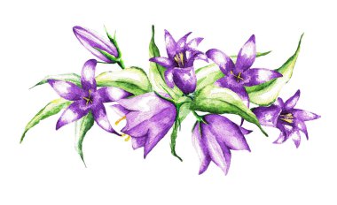 Beyaz arka planda çok renkli çan buketleri. Suluboya çizimi