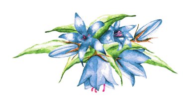 Beyaz arka planda çok renkli çan buketleri. Suluboya çizimi