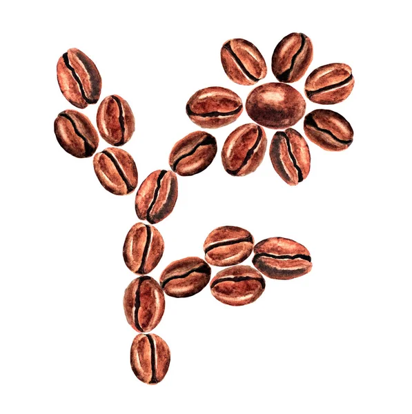 Kaffebönor Form Blomma Vit Bakgrund Akvarell Illustration — Stockfoto