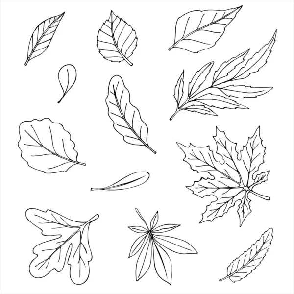 Conjunto Folhas Diferentes Plantas Doodles Ilustração Vetorial — Vetor de Stock