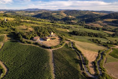 Vineyard plantations, panoramic aerial view north of Italy. Blue sky, clouds, countryside hills in Summer