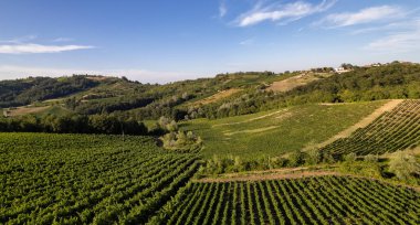 Vineyard plantations, panoramic aerial view north of Italy. Blue sky, clouds, countryside hills in Summer