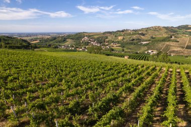 Vineyard plantations, panoramic aerial view north of Italy. Blue sky, clouds, countryside hills in Summer