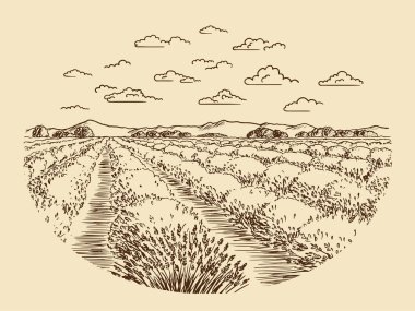 Lavanta tarlalarının çizimi. Provence 'deki Fransız kırsal bölgesi. Yaz havası yaratır..