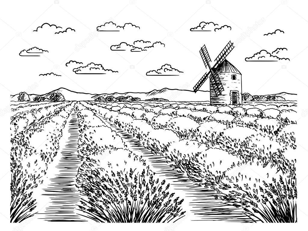 A sketch of lavender fields. French countryside landscape in Provence. Creates a summer mood.