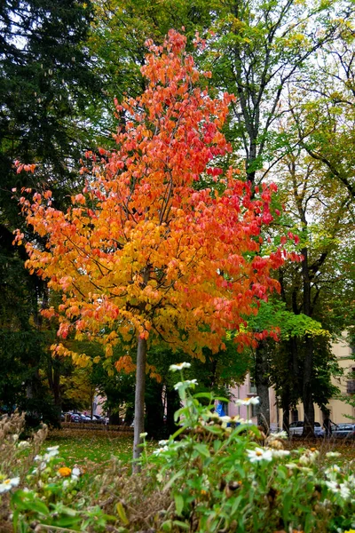 Árbol Con Hojas Naranjas Marrones Otoño Jardín Granja San Ildefonso — Foto de Stock